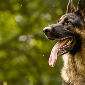 German Shepherds Dogs Jigsaw Puzzle icon