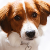 Dogs Jigsaw Puzzles FREE icon