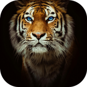 Tiger theme-Fingerprint Lock icon