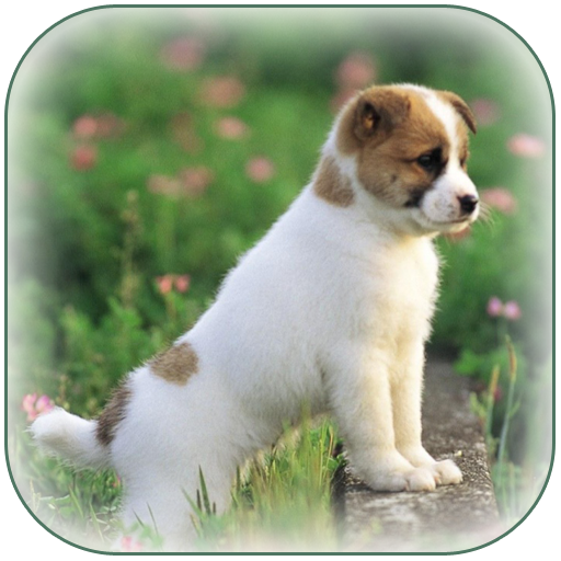 Animal Wallpaper icon