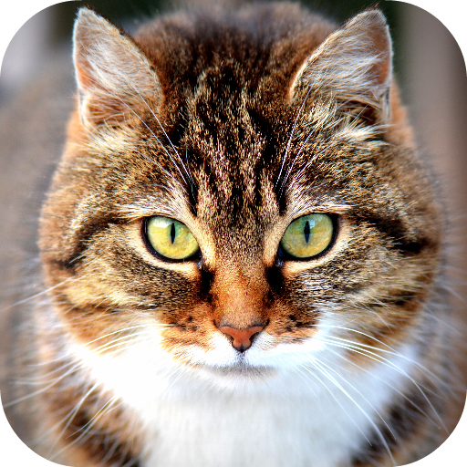 Cat Wallpapers icon