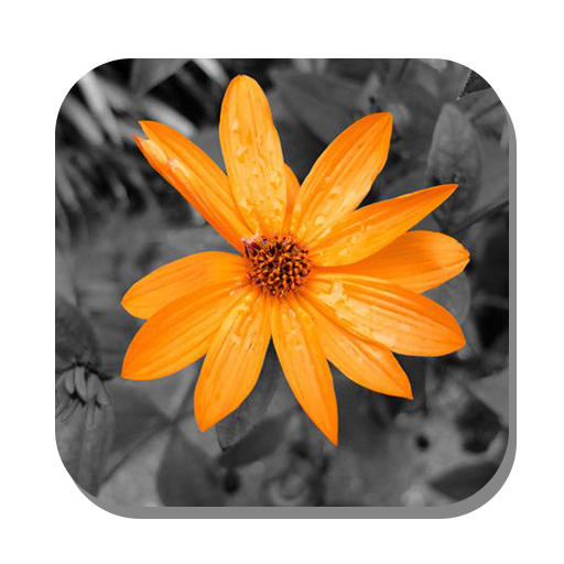 Color Splash иконка