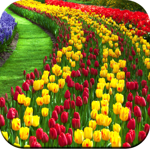 Beautiful Wallpaper icon