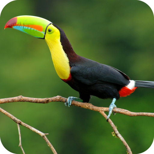 Toucan Bird HD Wallpaper Full HD icon