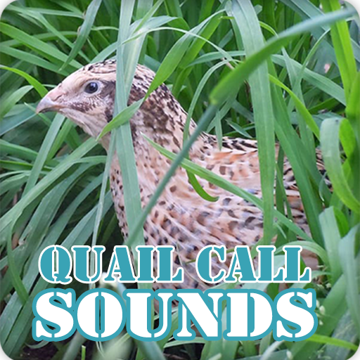 Quail Bird Call Sounds Collection icon