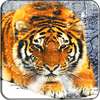 Tiger Live Wallpaper on 9Apps