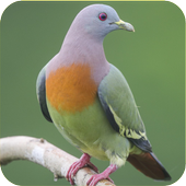 ikon Pikat Punai Jernih