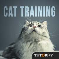 Cat Training - Tips and Knowledge
