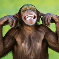 Talking Funny Monkey Free LWP