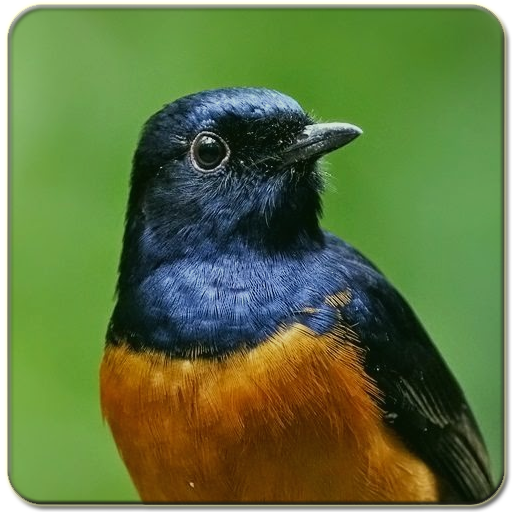 Kicau Master Murai icon