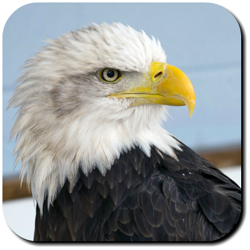Eagle Wallpapers icon