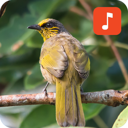 Stripe-throated bulbul bird calls icon