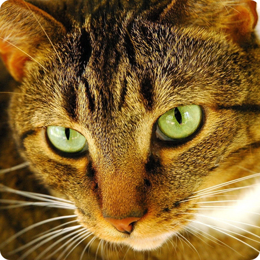 Cat Favourite Puzzles icon