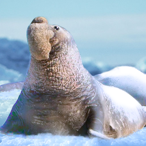 The Seal Elephant icon