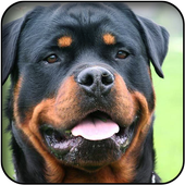 Rottweiler wallpapers icon