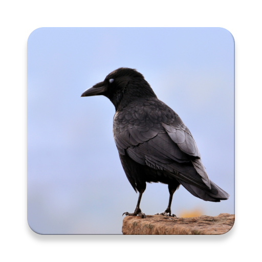 Crow Bird Sounds Collections ~ Sclip.app icon