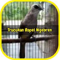 Kicau Trucukan Ngropel Ngebren on 9Apps