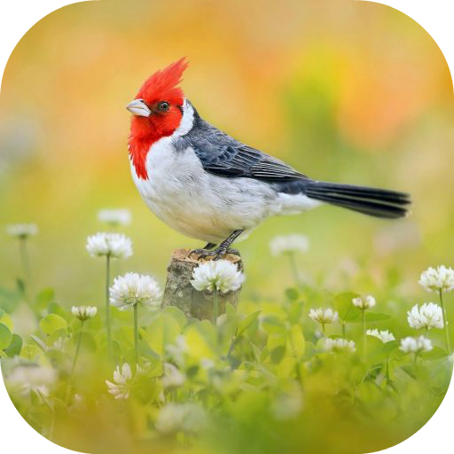 Bird Ringtone أيقونة
