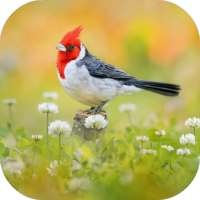 Bird Ringtone on 9Apps