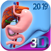 Human digestive system anatomy in 3D иконка