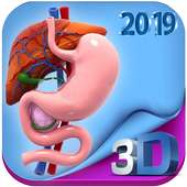 Human digestive system anatomy in 3D