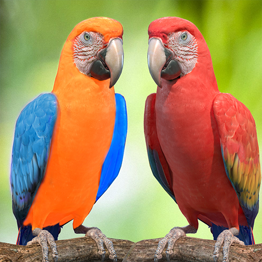 My Talking Pet Vet Parrot Simulator- Bird Lands 3D icon