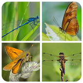 Insect Matching Game icon