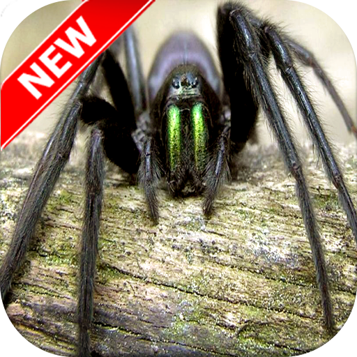 Spider Wallpapers icon