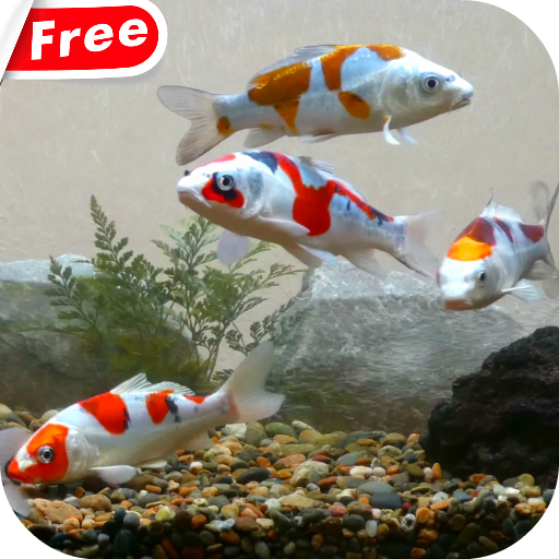 Koi Fish Tank Video Wallpaper icon