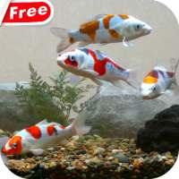 Koi Fish Tank Video Wallpaper