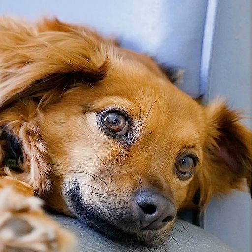 Dog Live Wallpaper PRO icon