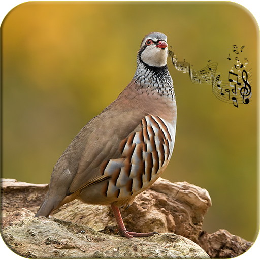 Reclamo Perdiz canto y sonidos icon