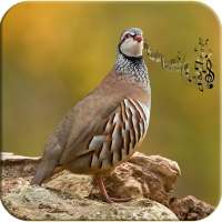 Reclamo Perdiz canto y sonidos