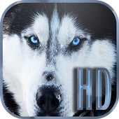 Dogs Wallpapers Galaxy s6 icon