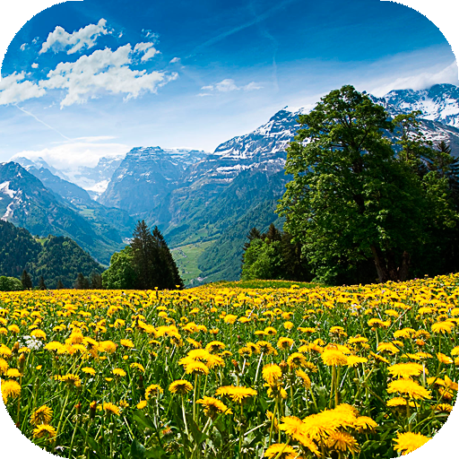 Summer Wallpapers HD (backgrounds &amp; themes) icon