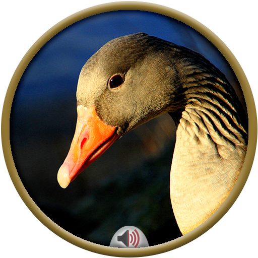 Geese Sounds icon