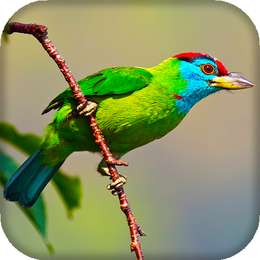 Birds Live Wallpaper : 7fon &amp; LWP icon