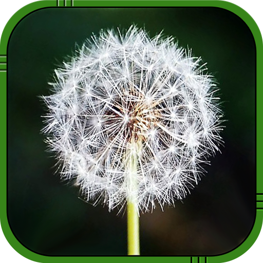 Dandelion Live Wallpaper icon