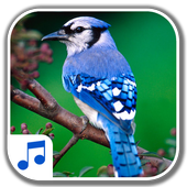 Bird Sounds icon