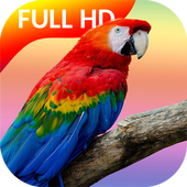 Parrot Video Live Wallpaper icon