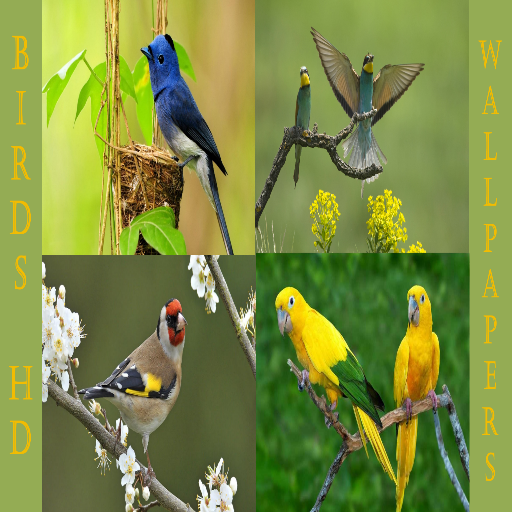 Birds Wallpapers HD 2020-2021 icon