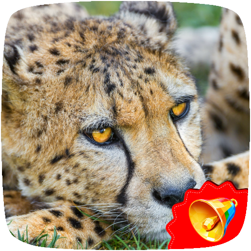 Cheetah Sounds icon