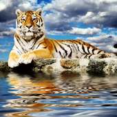 Wild Cats Jigsaw Puzzles