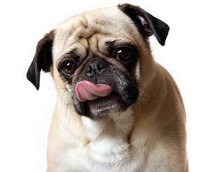 HD Dog Wallpaper screenshot 8