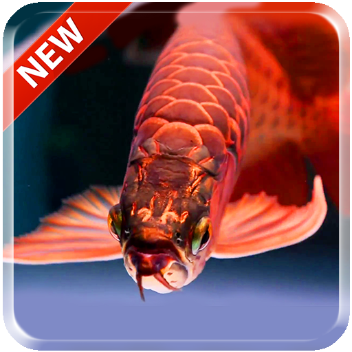 Lovely Arowana LiveWallpaper icon