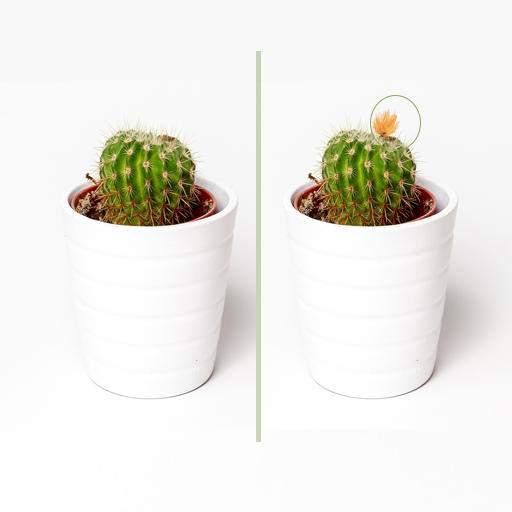 Find The Different icon