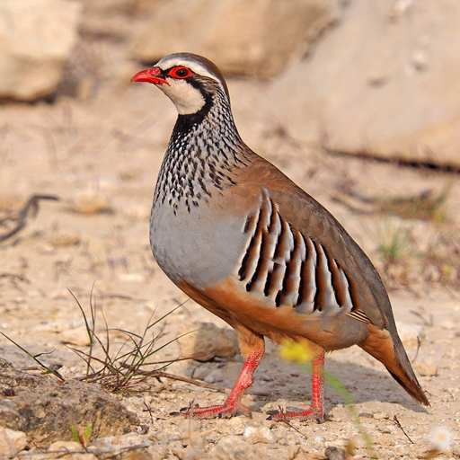 Reclamo de Perdiz أيقونة