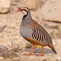 Reclamo de Perdiz on 9Apps