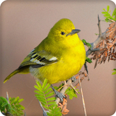 Common Iora Bird Call Sounds Ringtone icon