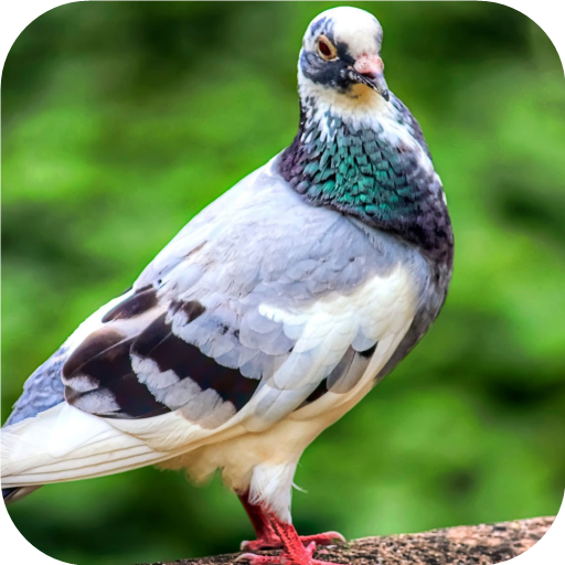 Lonely Pigeon. Birds Wallpapers icon